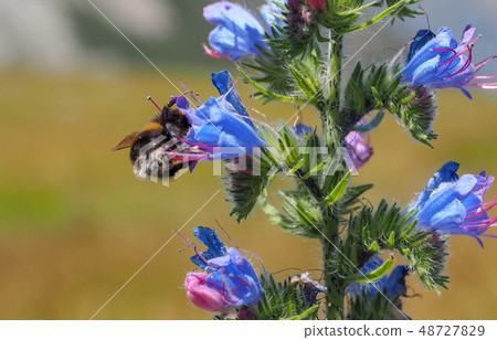 羽扇豆和蜜蜂 48727829