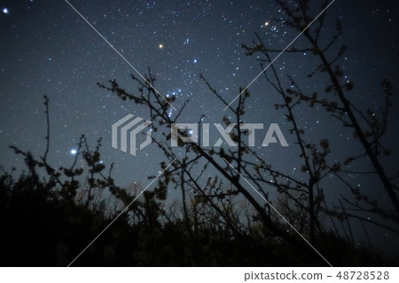 Plum and stars Plum and stars 48728528