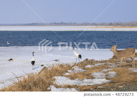 Cranes and deers and swans Feng Lan Lake 48729273