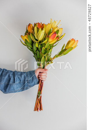Female hands holding bouquet of Leucadendron  48729827