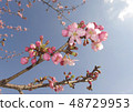 Blue sky and Miwa Sakura 48729953