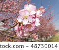 Kawazu cherry tree on riverbed 48730014