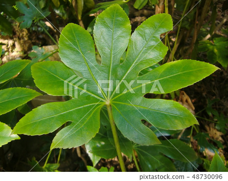 Maple Maple 48730096