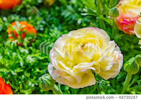 Ranunculus 48730287