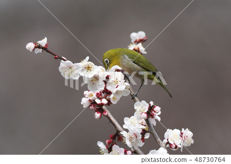 Mejiro on plum Mejiro on plum 48730764