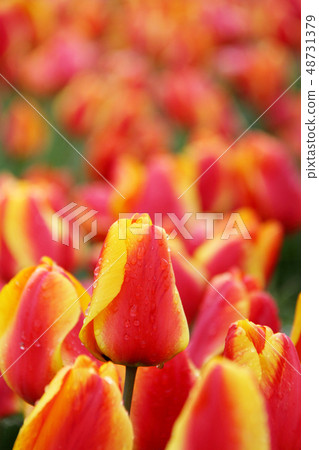 Tulip _ Apeldoor Elite 48731379