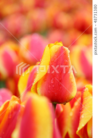Tulip _ Apeldoor Elite Tulip _ Apeldoor Elite 48731380
