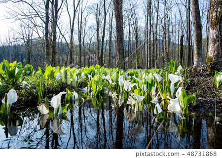 Sumitoku-shi Akita Prefecture Shinkansen Marshland water and fishes group 48731868