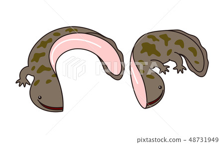 Giant salamander Giant salamander 48731949