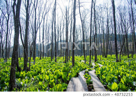 秋田縣仙北市Sabiragi濕地的水盆景樹木路 秋田縣仙北市Sabiragi濕地的水盆景樹木路 48732253
