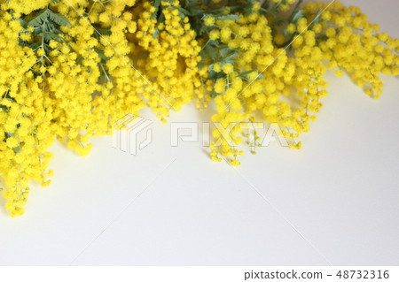 Mimosa 48732316