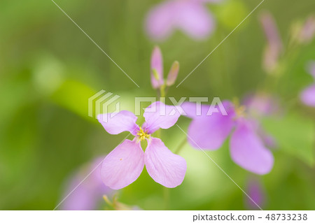 Hanadai Con。的花朵 Hanadai Con。的花朵 48733238