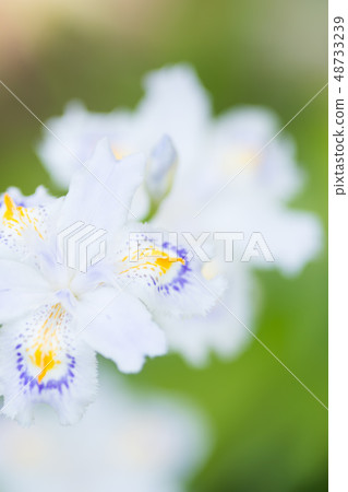 Shaga的花朵 Shaga的花朵 48733239