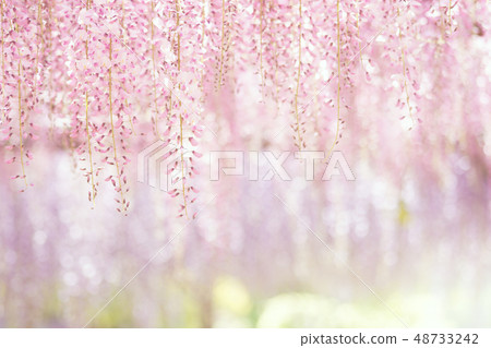 淺色的紫藤格子 淺色的紫藤格子 48733242