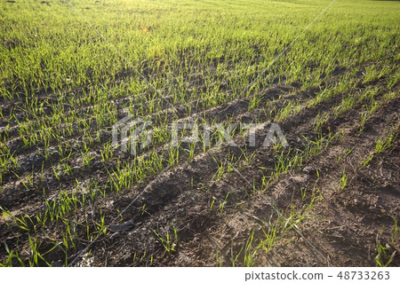 Agricultural field with plants Agricultural field with plants 48733263