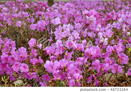 杜鵑花 48733264