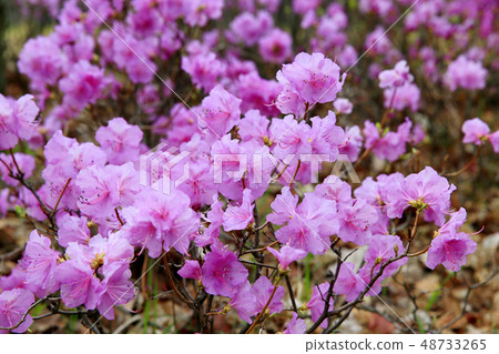 杜鵑花 杜鵑花 48733265