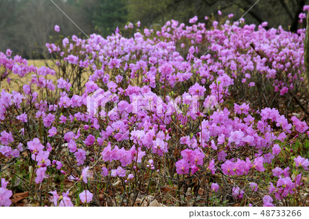 杜鵑花 48733266