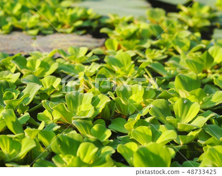 leaves of green water fern, mosquito fern floating leaves of green water fern, mosquito fern floating 48733425