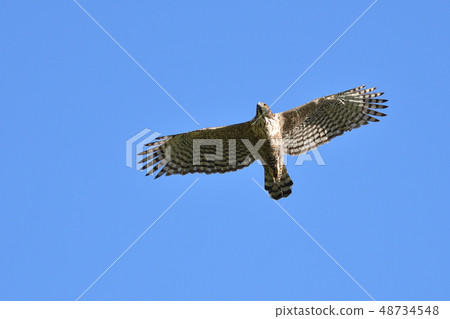 Kumataka dancing 48734548