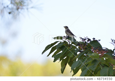 Ezobitaki and anemone fish 48734550