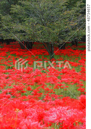 Cluster amaryllis Cluster amaryllis 48734657