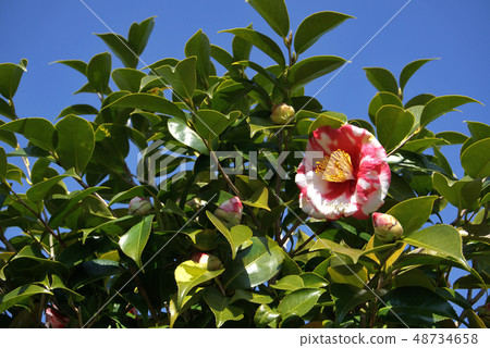Camellia flower Camellia flower 48734658