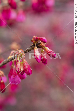 The bud of a cherry-blossoms bulge The bud of a cherry-blossoms bulge 48734694