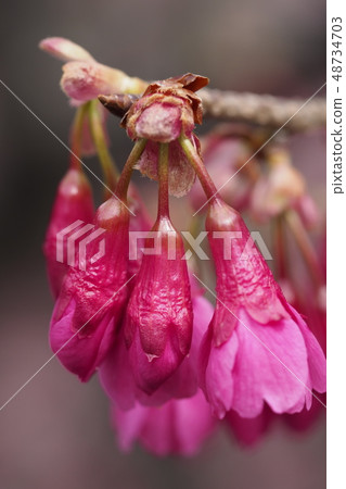The bud of a cherry-blossoms bulge The bud of a cherry-blossoms bulge 48734703