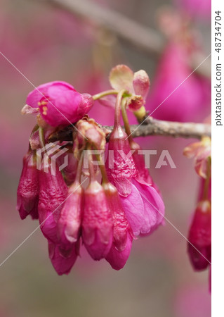 The bud of a cherry-blossoms bulge The bud of a cherry-blossoms bulge 48734704