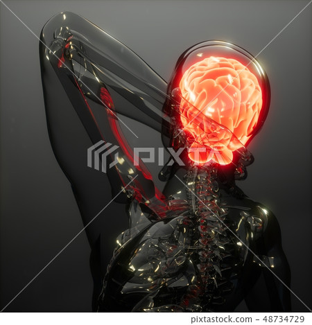 Human Brain Radiology Exam - Stock Illustration [48734729] - PIXTA