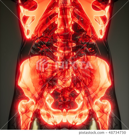 Transparent Human Body with Visible Bones Transparent Human Body with Visible Bones 48734730