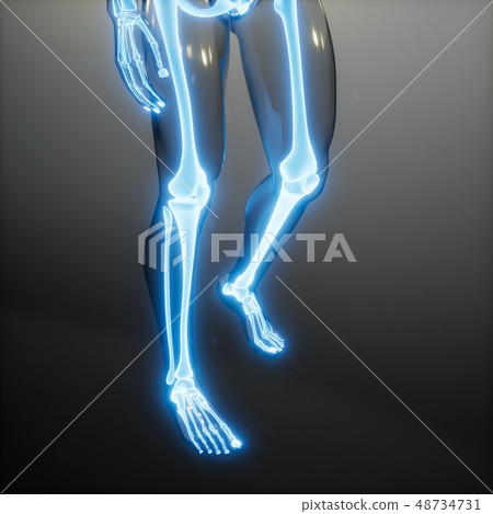 Transparent Human Body with Visible Bones Transparent Human Body with Visible Bones 48734731