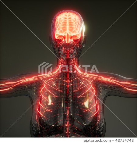 Human Brain Radiology Exam Human Brain Radiology Exam 48734748