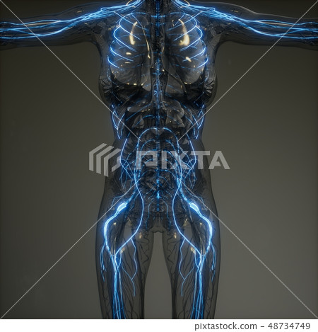 Human Neurology System Radiology Exam Human Neurology System Radiology Exam 48734749