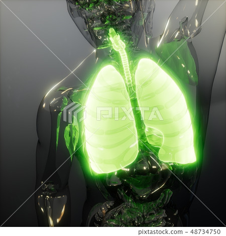Human Lungs Radiology Exam 48734750