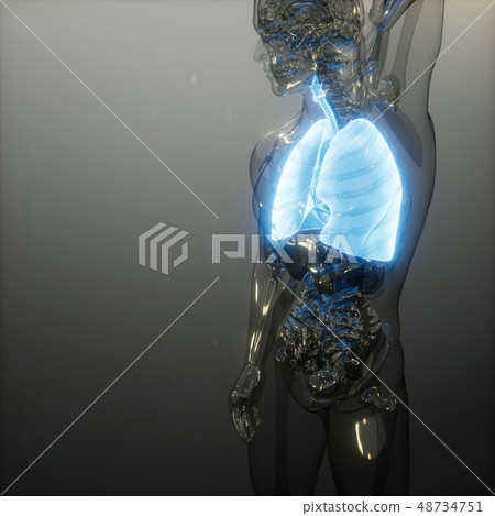 Human Lungs Radiology Exam 48734751