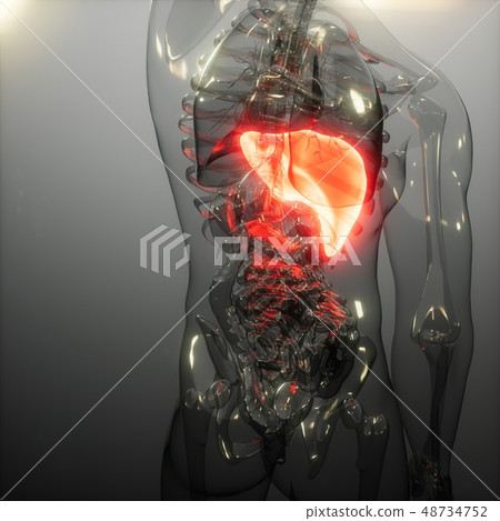 Human Liver Radiology Exam Human Liver Radiology Exam 48734752