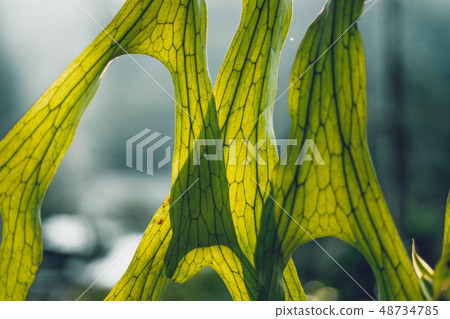 Leaves, background, leaves foliage Dark green  48734785