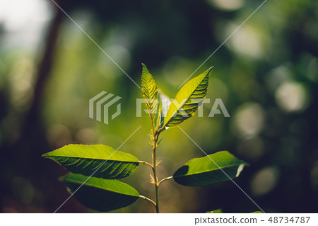 Leaves, background, leaves foliage Dark green  48734787