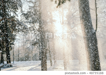 Snow On Pine Tree Leaves During Sunset Snow On Pine Tree Leaves During Sunset 48735188