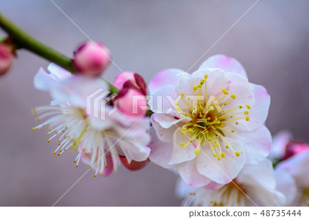 Image of plum Image of plum 48735444
