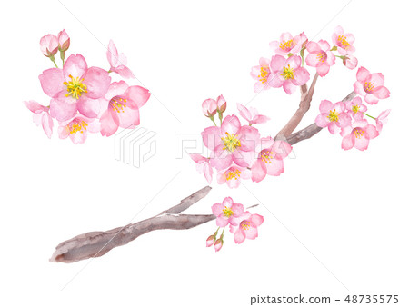 Cherry blossoms, branches Cherry blossoms, branches 48735575
