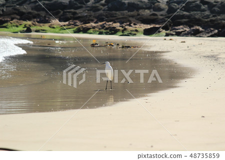 The idea that was on the coast of Izu Shimoda Uraura Coast 48735859