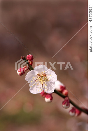 Plum blossom Plum blossom 48735934