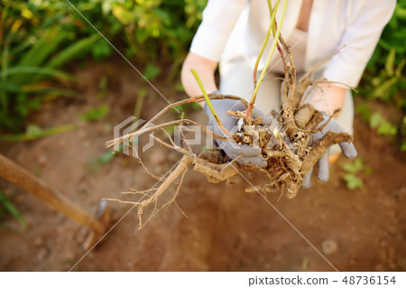 Woman replanting plant in home garden. Woman replanting plant in home garden. 48736154