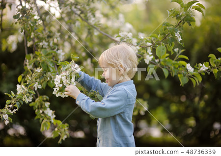 Cute little boy walking in blooming spring Park. Cute little boy walking in blooming spring Park. 48736339
