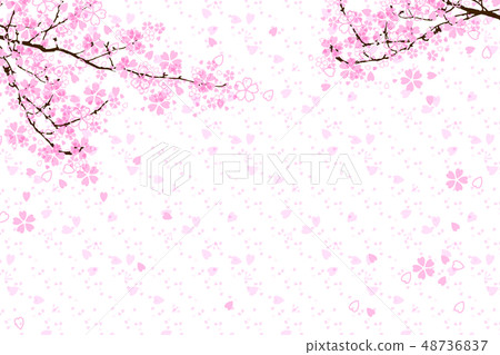 20190311 Cherry blossoms in full bloom 20190311 Cherry blossoms in full bloom 48736837