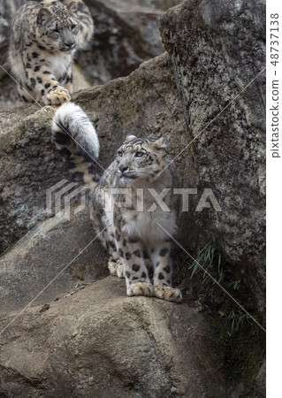 Snow leopard mother and child of Tama Animal Park 48737138