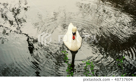Swan tundra swan Postcard material for winter greetings Winter lake Photo postcard guide performance Swan tundra swan Postcard material for winter greetings Winter lake Photo postcard guide performance 48737604